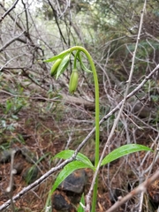 Lilium pardalinum pardalinum