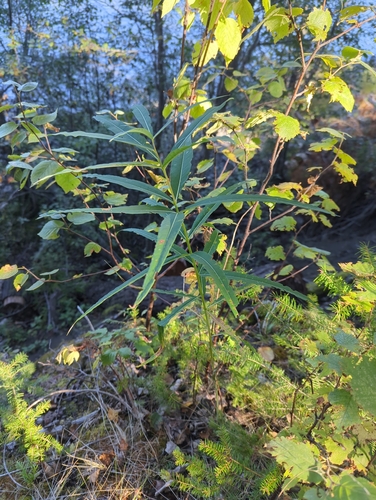 fireweed
