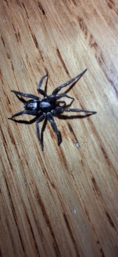 Eastern Parson Spider