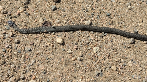 Western Terrestrial Garter Snake