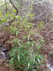 Lilium pardalinum pardalinum