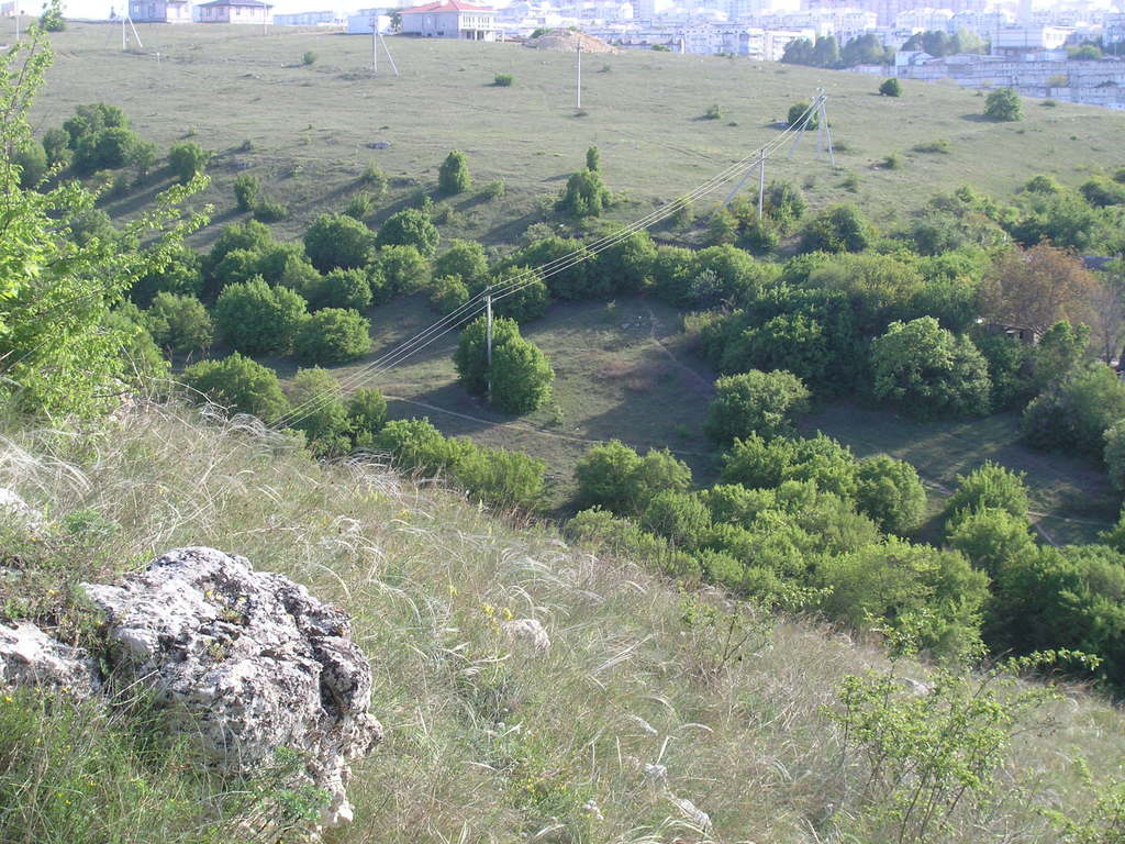 Stipa pontica