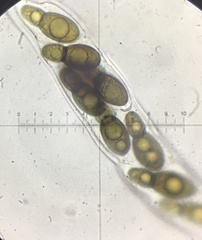 Splanchnonema ampullaceum