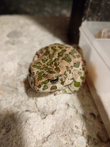 Green Toad