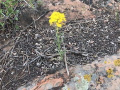 Erysimum asperum