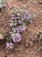 Astragalus tridactylicus