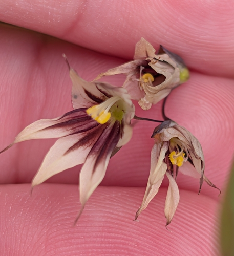 Melasphaerula graminea, photograph 2