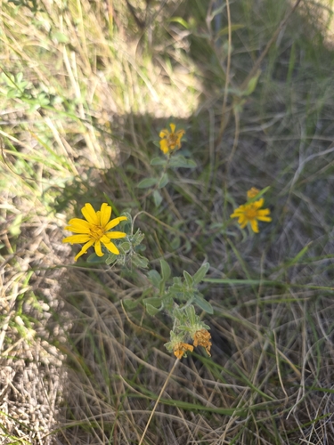 Hairy False Goldenaster