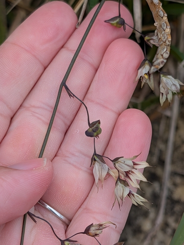 Melasphaerula graminea, photograph 3