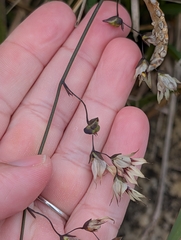 Melasphaerula graminea, photograph (c) Jessica Utrup, some rights reserved (CC BY)