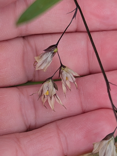 Melasphaerula graminea, photograph 4