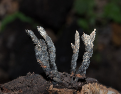 Xylaria arbuscula