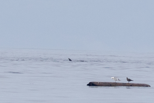 Sighting photo