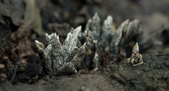 Xylaria arbuscula