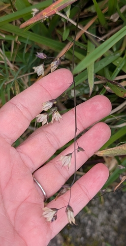 Melasphaerula graminea, photograph 5