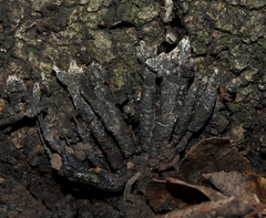 Xylaria arbuscula
