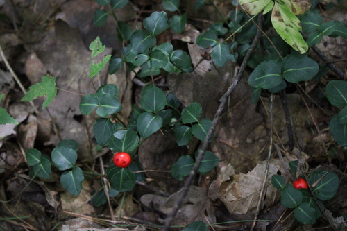 partridgeberry