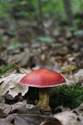 Frost's Bolete