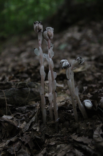 Ghost Pipe