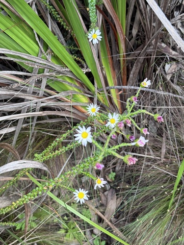 Polyarrhena reflexa, photograph 3