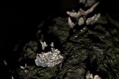 Xylaria arbuscula