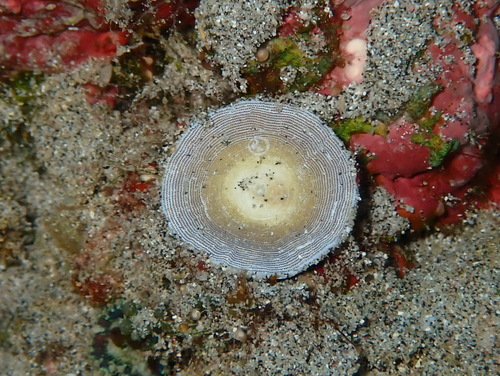 Marginopora observed 2026-09-08