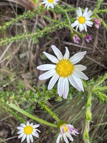 Polyarrhena reflexa, photograph 4