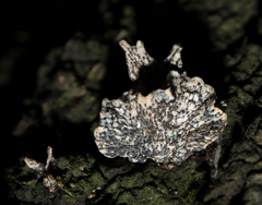 Xylaria arbuscula