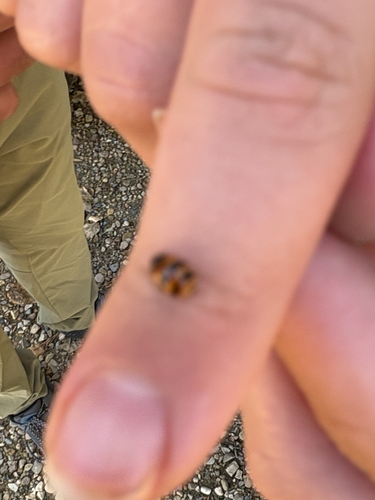 Two-spotted Lady Beetle