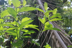 Tarenna pavettoides