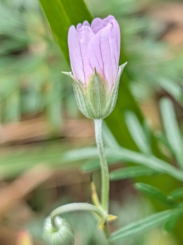 Geranium incanum, photograph 5