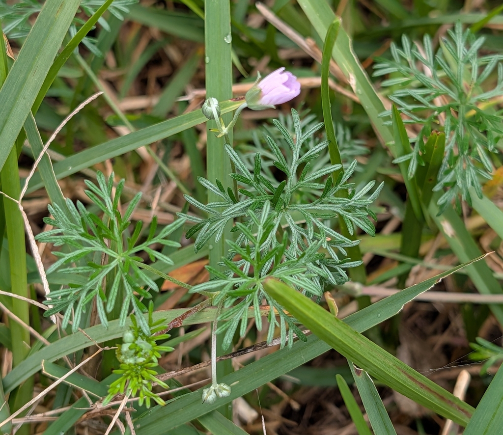 Geranium incanum; photograph (c) Jessica Utrup, some rights reserved (CC BY)