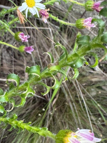Polyarrhena reflexa, photograph 5