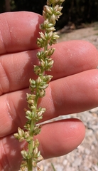 Amaranthus tuberculatus