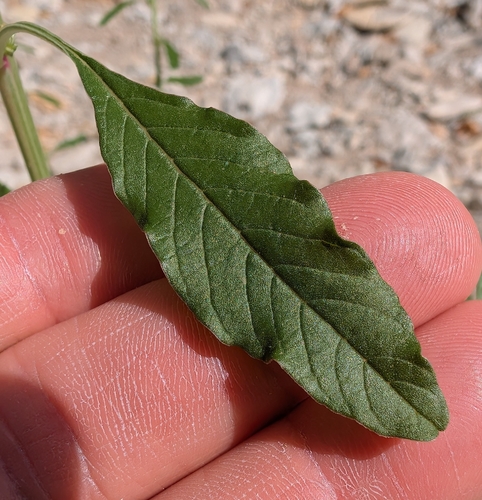 Amaranthus tuberculatus, photograph 2