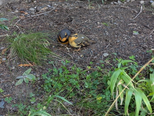 Varied Thrush