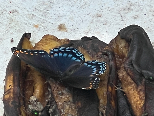 Red-spotted Purple