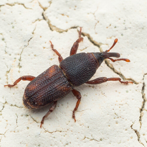 Sitophilus oryzae, 2026-09-13