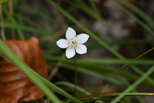 marsh grass-of-Parnassus