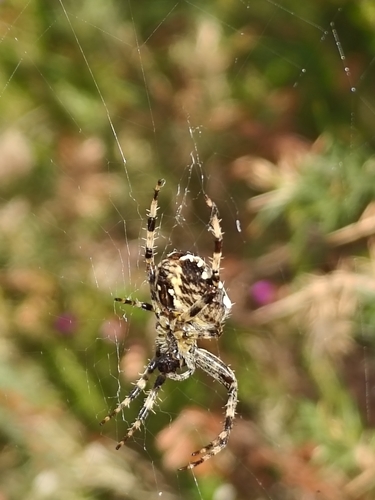 Cross Orbweaver