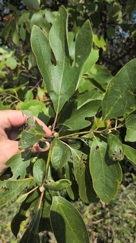 sassafras