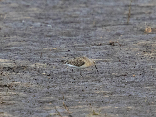 Curlew Sandpiper, Anna Paulowna, Nederland, photo 7 of 10