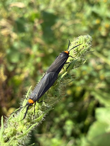 Yellow-collared Scape Moth