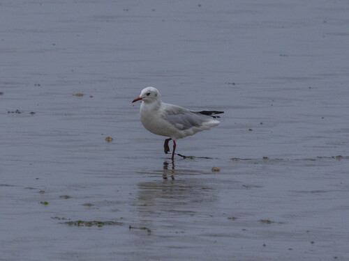 Black-headed Gull