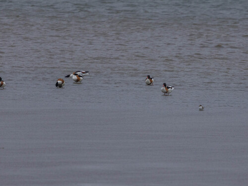 Common Shelduck