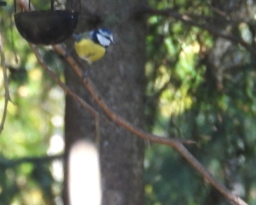 Eurasian Blue Tit