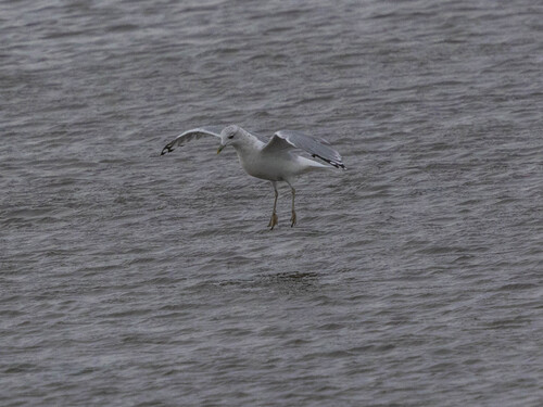 Common Gull