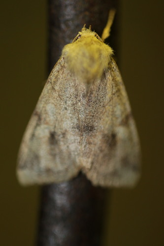 Angle-striped Sallow