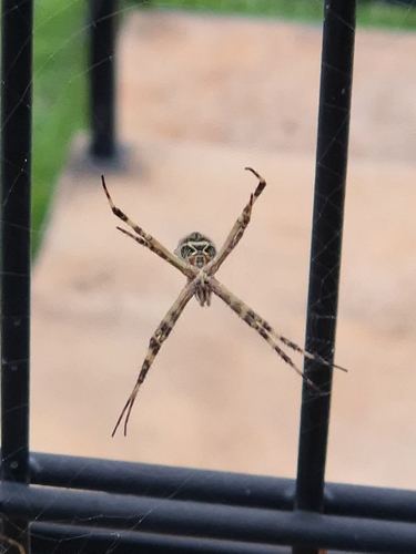 Silver Garden Orbweaver