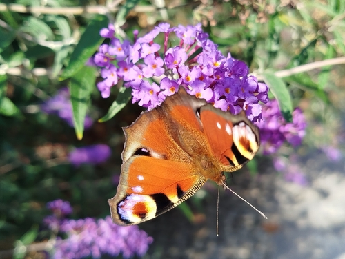 European Peacock Butterfly